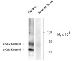 CaM Kinase II alpha, p Thr286 Antibody, Novus Biologicals 0.02mL:Antibodies,
